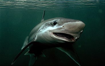 42 - Die Antwort auf fast alles