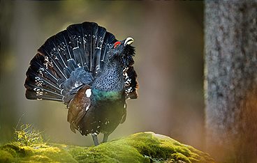 An den Ufern der Loisach