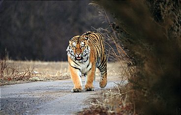 Chinas wilde Geheimnisse