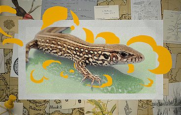 Darwin Express