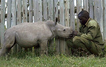 Das letzte Weiße Nashorn