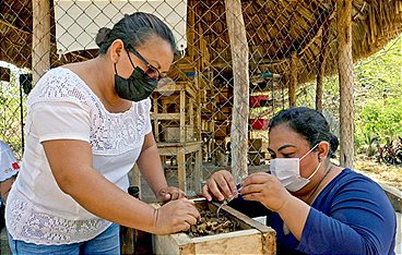Die Honigfrauen von Yucatan - Las damas de la miel