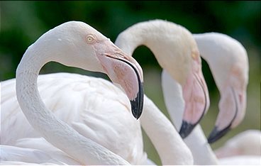 Die Sprache der Tiere