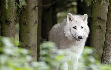 Die Sprache der Tiere