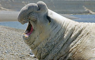 Die Sprache der Tiere