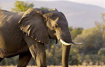 Die Sprache der Tiere