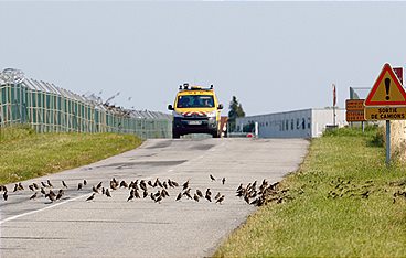 Die Tiere von der Landebahn