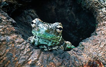 Die verrückte Welt der Amphibien