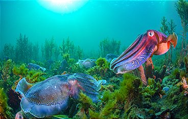 Durch das Jahr in der weltweiten Wildnis