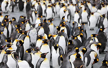 Durch das Jahr in der weltweiten Wildnis