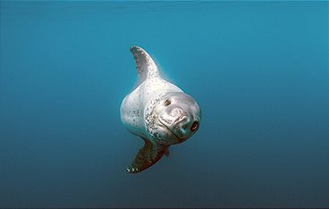 Ein Eisberg auf Abwegen