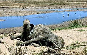Empfinden Tiere Trauer?