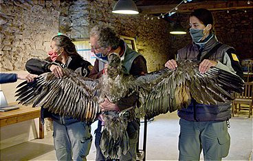 Freie Bahn für Wildtiere