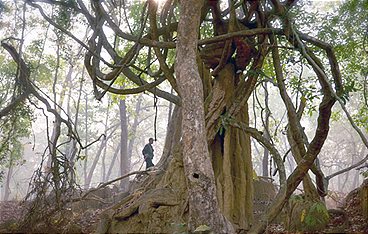 Freie Bahn für Wildtiere