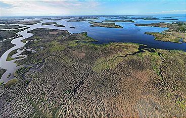 Frisches Gras für die Seekuh
