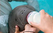 Die kleine Moana kam verwaist ins Seekuh-Krankenhaus. Das nur wenige Monate alte Kalb wurde allein und hilflos an einem Strand gefunden.