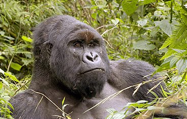 Virunga, der Kampf für die Berggorillas