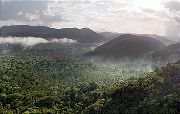 Guyana - Der Weg des Jaguars