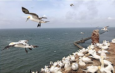 Helgoland - Wilde Welt am roten Felsen