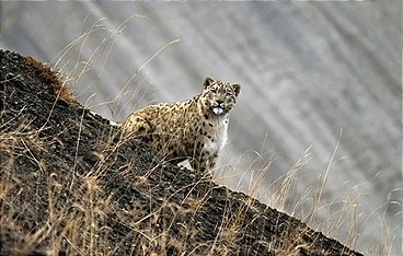Himalaya - Heimat der Schneeleoparden