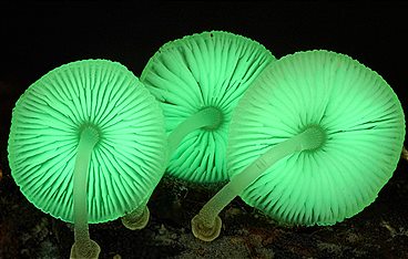 Im Königreich der Pilze