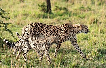 Kenia - Dem Regen hinterher