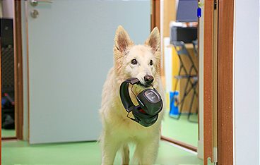 Können Hunde sprechen?