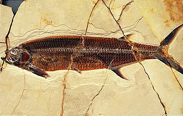 Kontinente in Bewegung