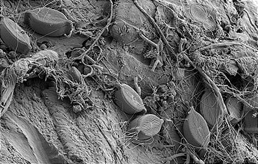 Leben auf Plastik - Per Anhalter durchs Meer