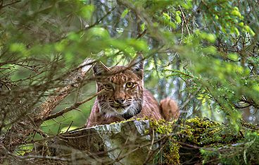 Luchs
