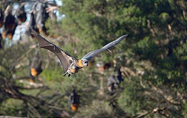 Luftakrobaten des Tierreichs