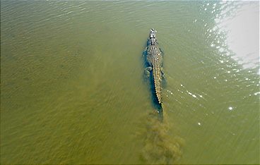 Meister der Jagd am Great Barrier Reef