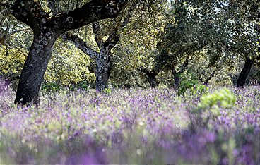 Natura Europa
