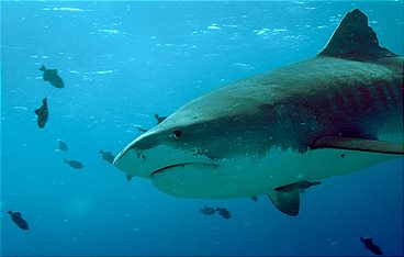 Naturwunder Hawaii, zwischen Feuer und Wasser