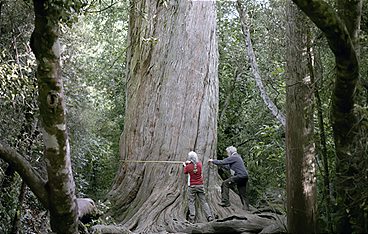 Neuseeland - Wald der Riesen
