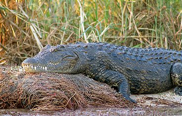 Okavango: Auf Tauchgang mit den Krokodilen