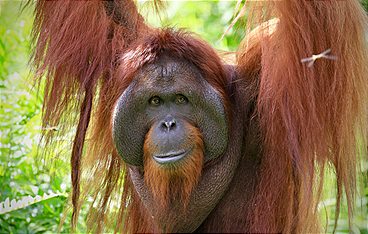Orang-Utans - Die unbekannten Menschenaffen