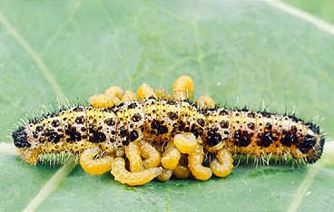 Parasiten packen aus