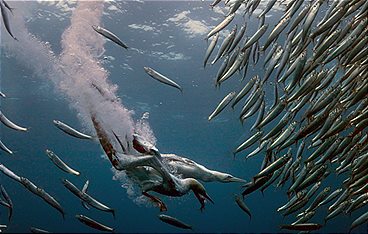 Sardine Run - Naturspektakel vor Südafrika
