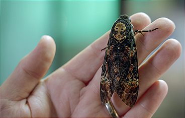 Schmetterlinge!!! - Superhelden der Natur