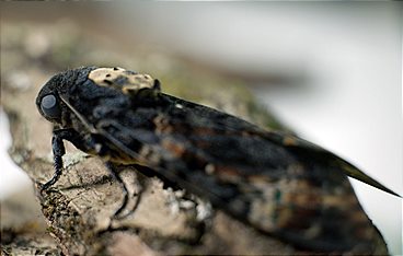 Schmetterlinge!!! Superhelden der Natur
