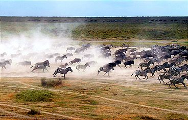 Serengeti - Wilde Geschichten aus der Savanne