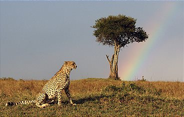 Serengeti - Wilde Geschichten aus der Savanne