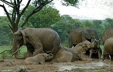 Serengeti - Wilde Geschichten aus der Savanne
