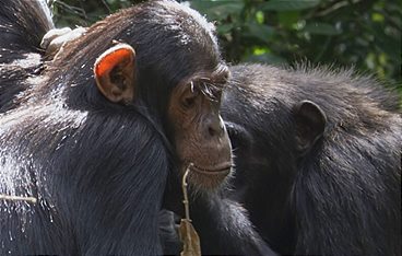 Tierische Doktoren