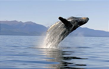 Tierische Freibeuter der Meere