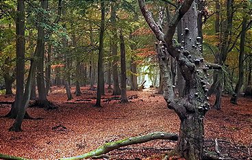 Unsere Wälder