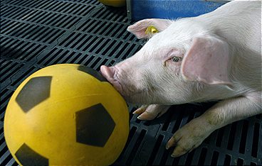 Wenn Tiere es aus Spaß an der Freude tun