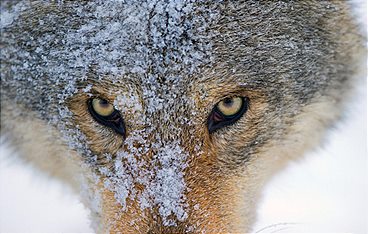 Wilder Grenzgänger - Der Wolf ist zurück