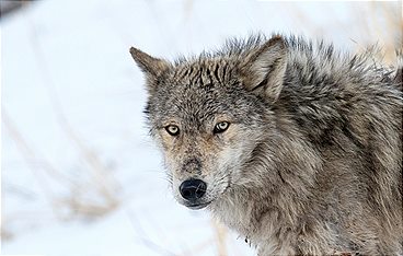 Yellowstone - Das Geheimnis der Wölfe